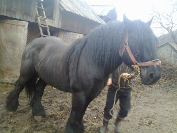 Un minor a furat calul unei vecine şi l-a abandonat într-o pădure